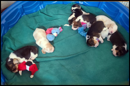 3 Weeks - Nap Time